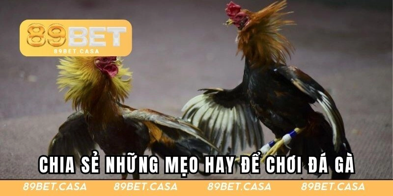 Những mẹo đấu kê cực hay dành cho hội viên