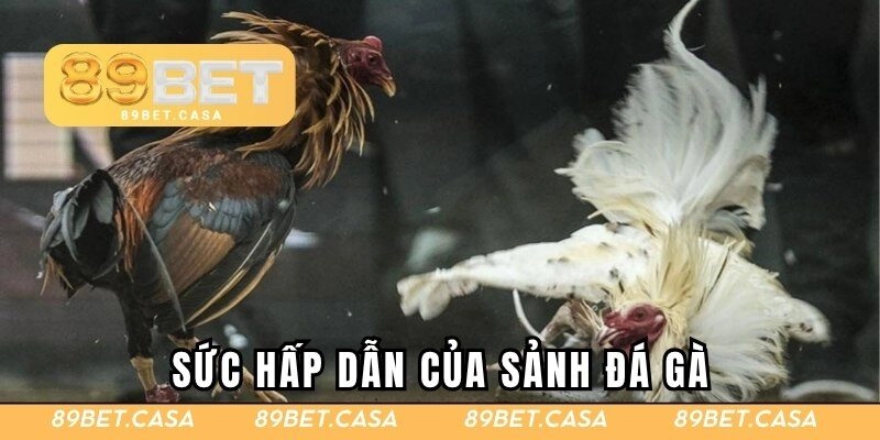 Những điều hấp dẫn tại sảnh chiến kê của nhà cái uy tín